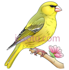 鸟,插画,黄色PNG