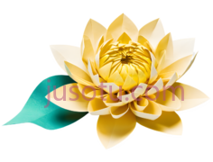 菊花,折纸,褶皱PNG