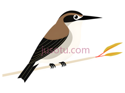鸟类, PNG