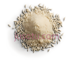 稻米PNG