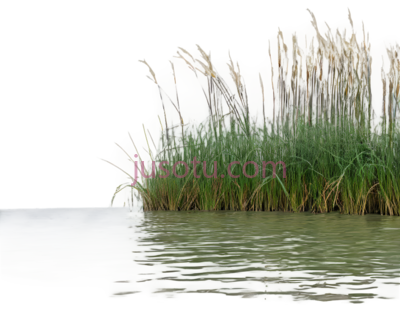芦苇,自然,绿色, PNG
