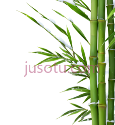 竹子,自然,绿色PNG