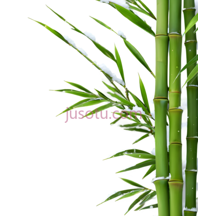 竹子,自然,绿色, PNG