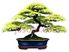 盆景,枫树,园艺PNG