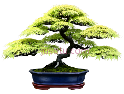 盆景,枫树,园艺, PNG