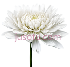 白菊花,花瓣PNG