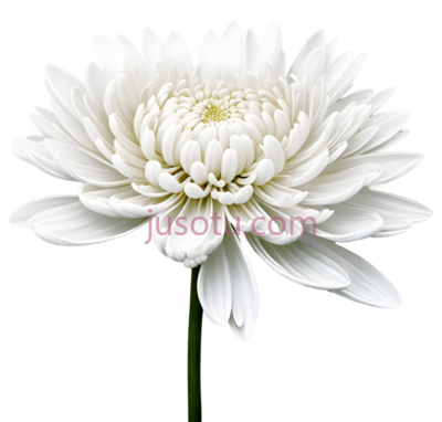 白菊花,花瓣, PNG
