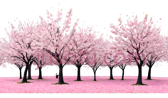 樱花树,插画,粉色PNG