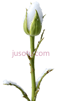 玫瑰花蕾,自然,绿色,白色, PNG