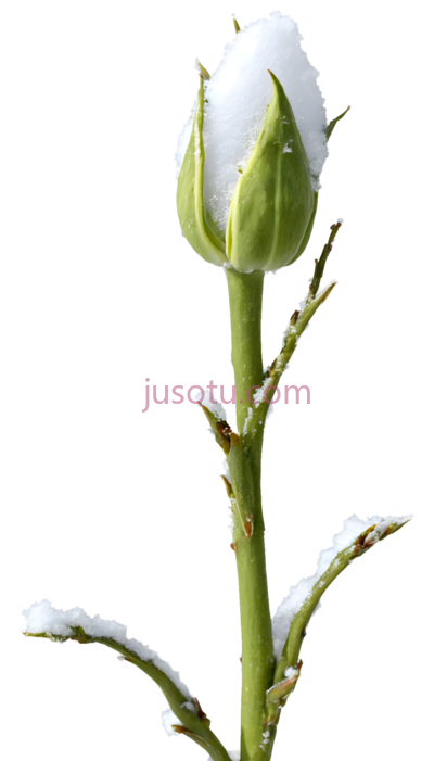 玫瑰花蕾,自然,绿色,白色, PNG