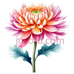 鲜花,花瓣PNG