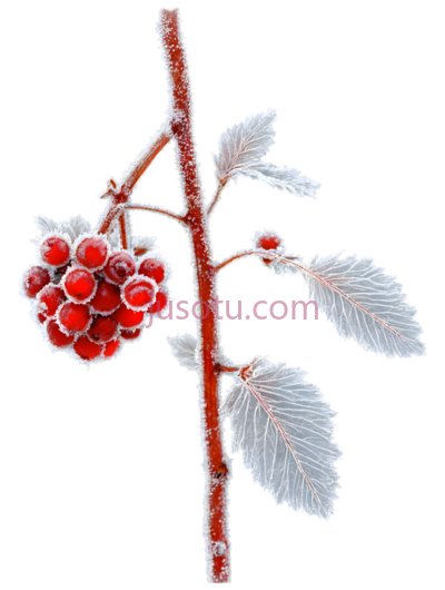 树莓,霜冻,红色,白色, PNG