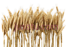 麦穗,自然,黄色PNG