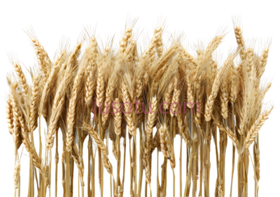 麦穗,自然,黄色, PNG