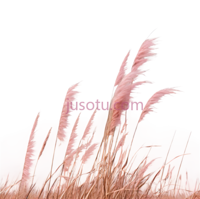 芦苇,自然,棕色, PNG