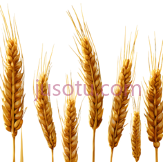 麦穗,竖立,黄色PNG