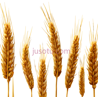 麦穗,竖立,黄色, PNG