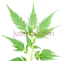 大麻叶,自然,绿色PNG