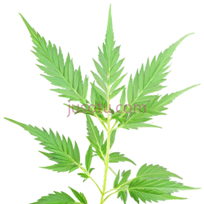 大麻叶,自然,绿色, PNG