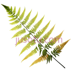 蕨类植物,自然,绿色PNG