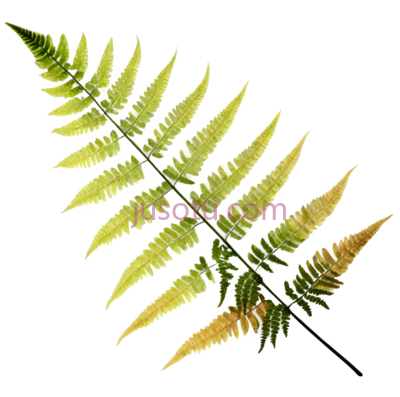 蕨类植物,自然,绿色, PNG