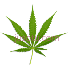 大麻植物, PNG
