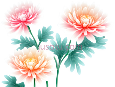 菊花,花卉, PNG