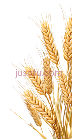 麦穗,插画,金黄色PNG