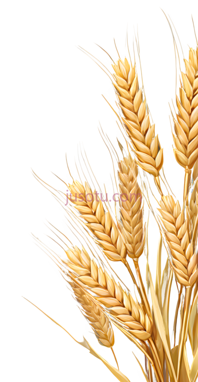 麦穗,插画,金黄色, PNG