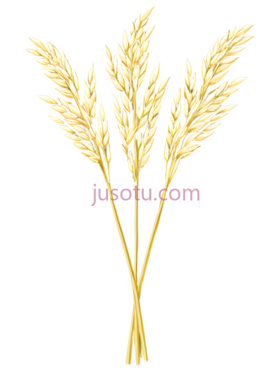 三束稻穗, PNG