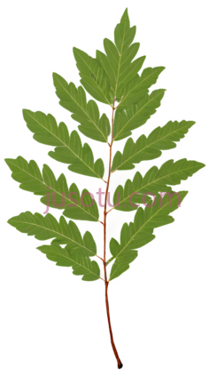 槲叶PNG