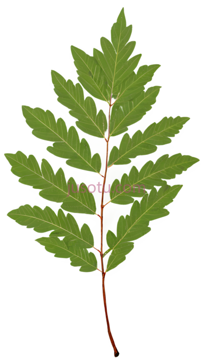 槲叶, PNG