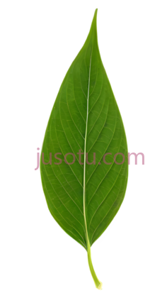 大麻叶,植物, PNG
