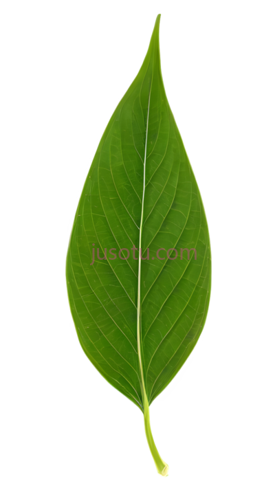 大麻叶,植物, PNG