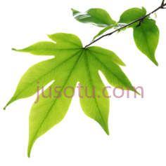 树叶,自然,绿色PNG