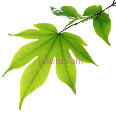 树叶,自然,绿色, PNG