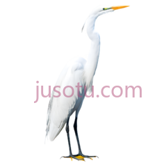 白鹭PNG