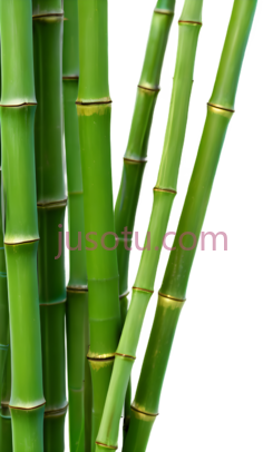 竹子,自然,绿色PNG