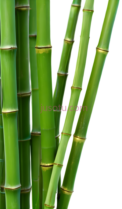 竹子,自然,绿色, PNG