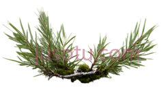 植物,自然生长,绿色PNG