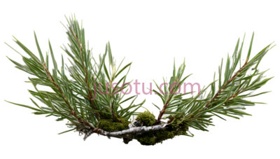 植物,自然生长,绿色, PNG