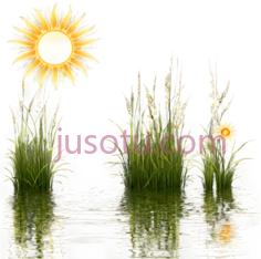 太阳,草,花,插画,黄色,绿色,白色PNG