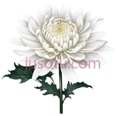 菊花,花瓣PNG