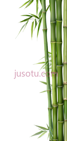 竹子,自然,绿色PNG