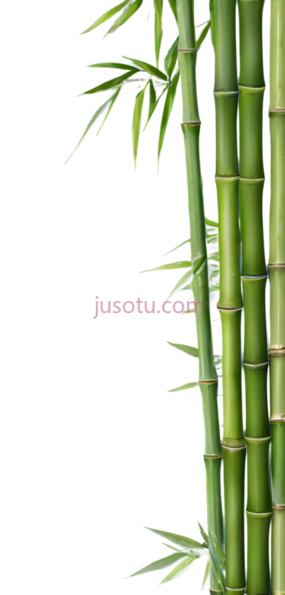 竹子,自然,绿色, PNG