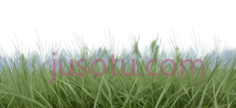草地,模糊,绿色PNG