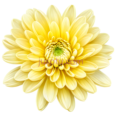 黄色菊花,花瓣, PNG