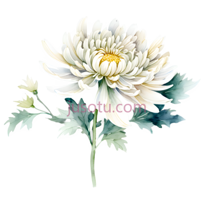菊花,花瓣, PNG