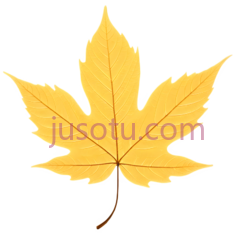 枫叶,插画,黄色PNG