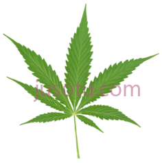 大麻叶,植物, PNG